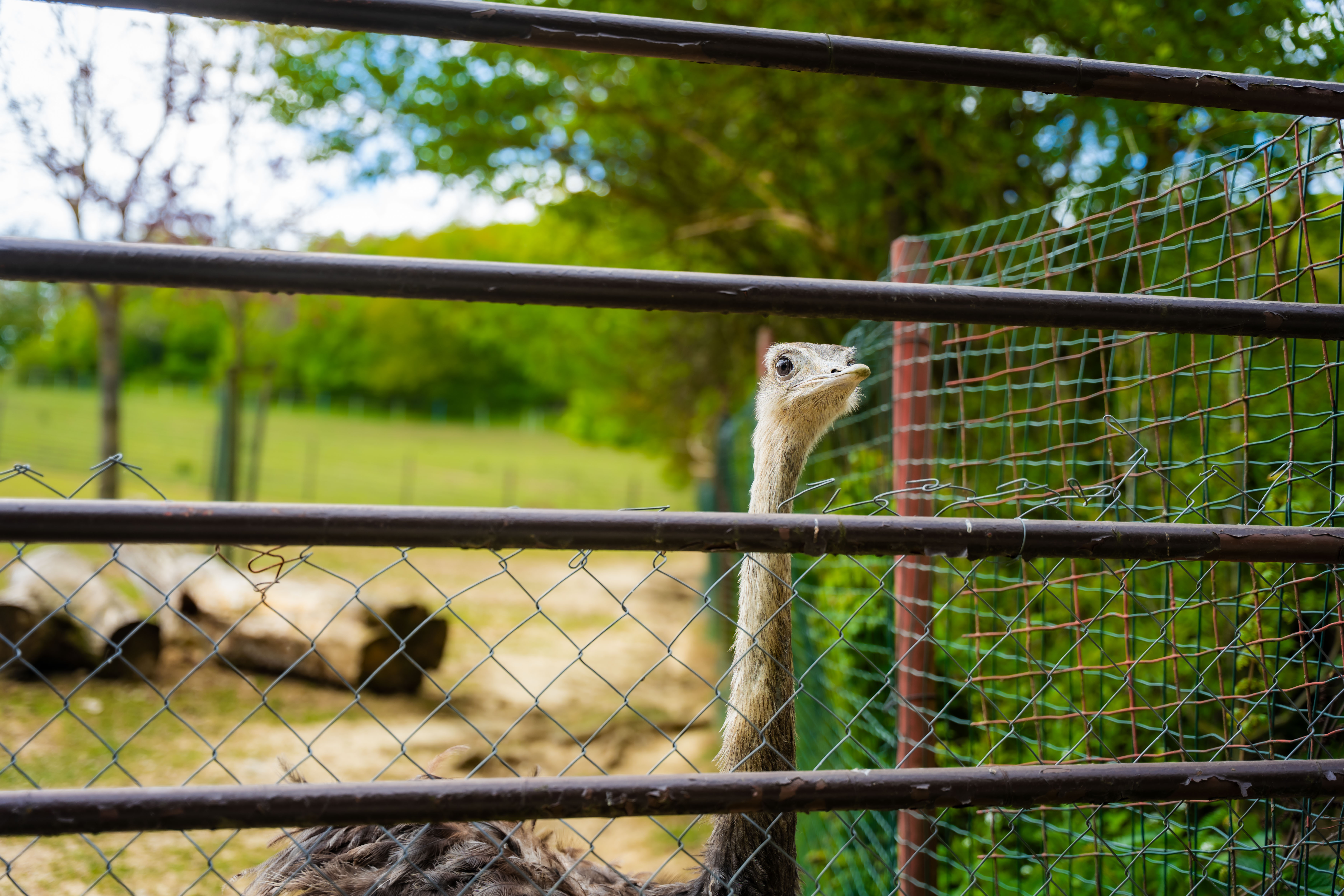 Slavnostne odomykanie vrany ZOO Kosice-1-64